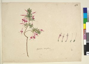 Pagina 32. Styphelia tubiflora, c.1803-06 da John William Lewin